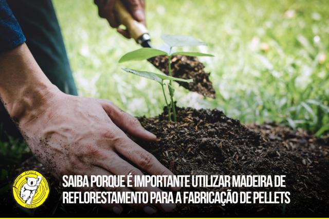 Saiba porque é importante utilizar madeira de reflorestamento para a fabricação de Pellets 0